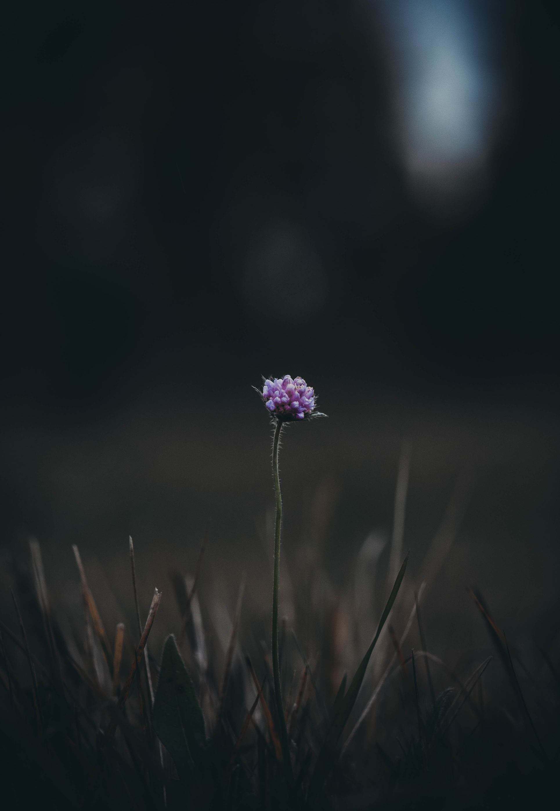 wild flower. dark flower